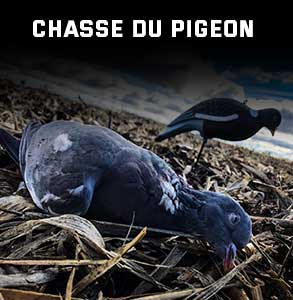 ico-chasse-pigeon.jpg