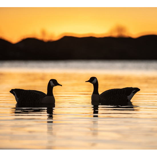 AvianX floating Canada...