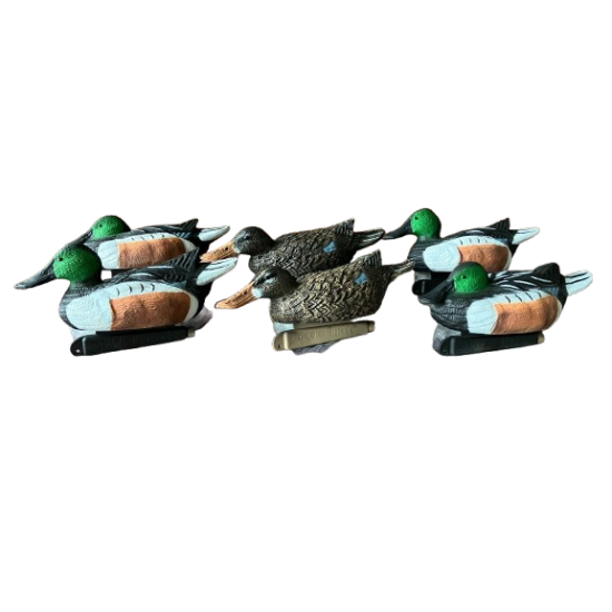 Blette de Souchet Duck...
