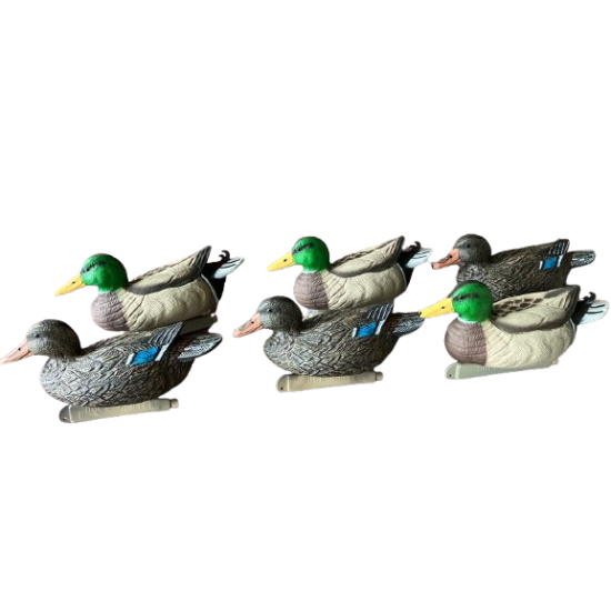 Blette de Colvert Duck...