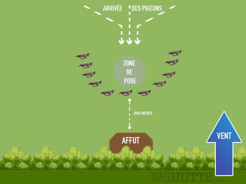 5 techniques d’attelage pour chasser le pigeon Le blog Toutpourlahutte