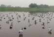 installer ses coquilles d'oie dans l'eau