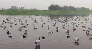 installer ses coquilles d'oie dans l'eau