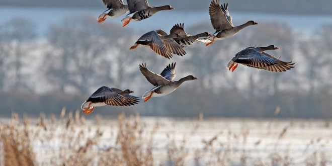 Alerte migration !