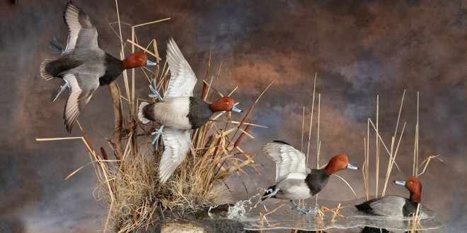 Comment conserver un oiseau pour la taxidermie