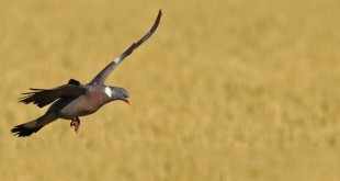 technique attelage chasse du pigeon