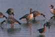 Comment installer des formes d'oies sur pattes dans l'eau