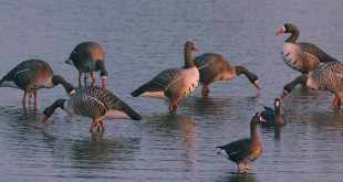 Comment installer des formes d'oies sur pattes dans l'eau