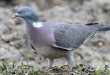 Technique de chasse au pigeon avec appelant vivant