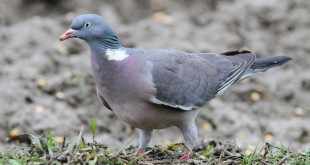 Chasser le pigeon avec appelants