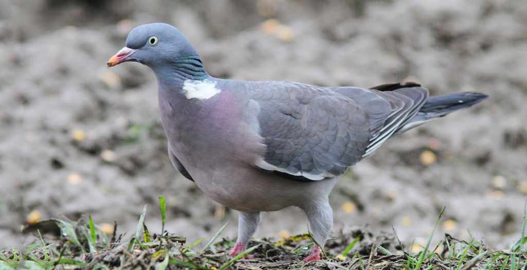 attelage de chasse aux pigeons