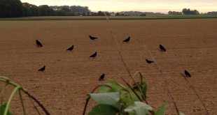 5 attelages pour chasser les corvidés