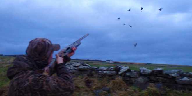 Chasser les oies en Ecosse