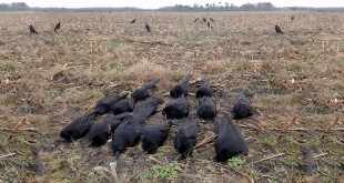 Bien s'équiper pour chasser les corvides