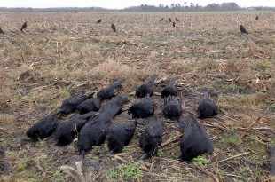 Bien s'équiper pour chasser les corvides