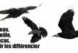 Apprendre à differencier les corvides