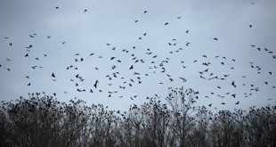 bien préparer une chasse aux corvidés