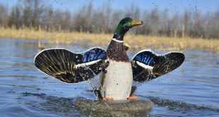 Comment bien utiliser le canard à ailes tournantes