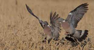 Les mécanismes pour chasser le pigeon avec appelant