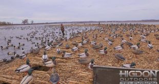 Comment nettoyer ses blettes de canards