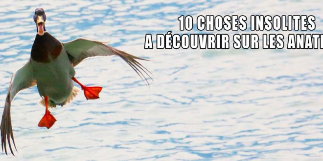 10 choses insolites à découvrir sur les anatidés