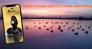 Téléchargez gratuitement des fonds d'ecran 100% chasse