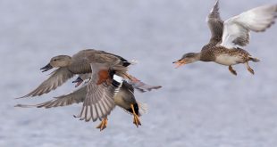 Video chasse aux migrateurs