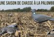 Vidéo : une saison de chasse à la palombe