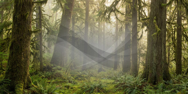 Bois libre évolution Ille et Vilaine : utopie dangereuse