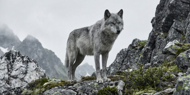 Conseil d&rsquo;État : annulation du tir de défense sur le loup